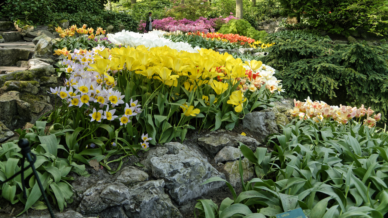 20140423 115048 Keukenhof Gardens, Lisse, South Holland, Netherlands